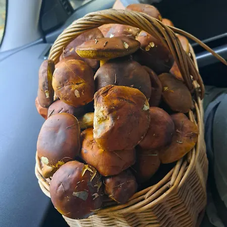 Rumiana W Kaszubskiej Wenecji 別荘